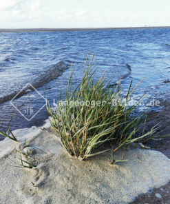 Strandhafer im meer watermarked